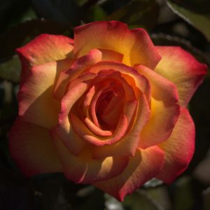 Sheila's Perfume UK Potted Rose