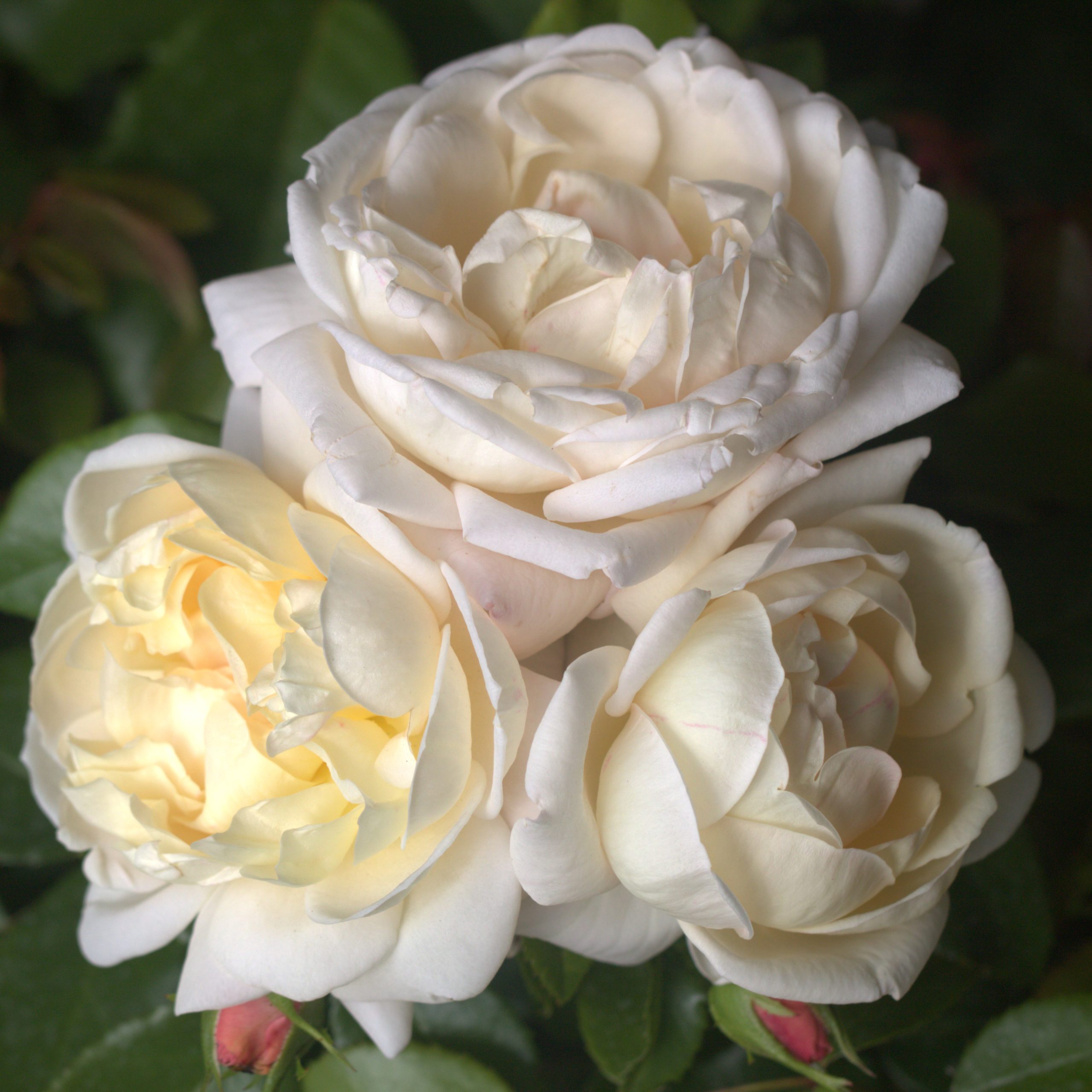 South Wales Borderers UK Potted Rose - Image 5