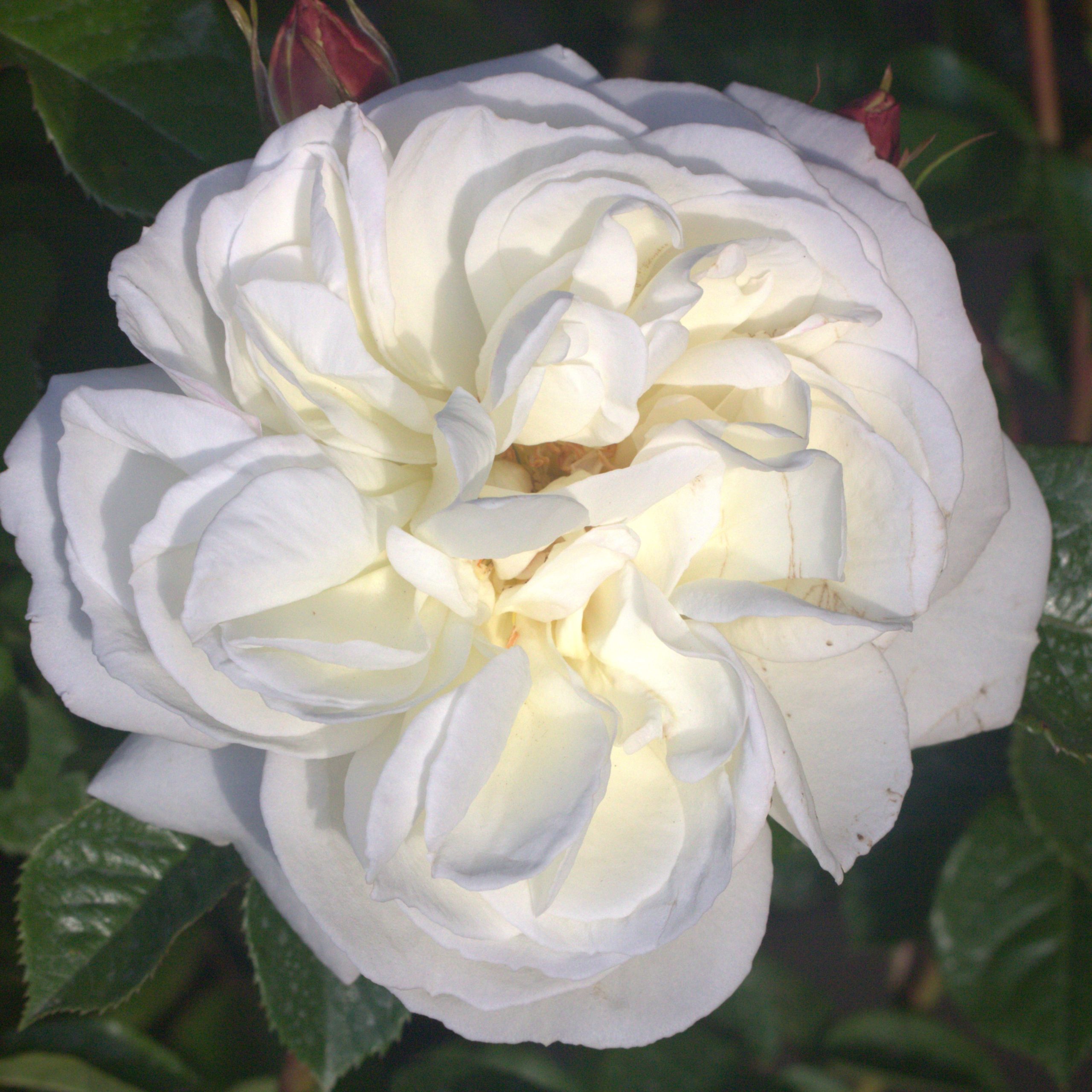 South Wales Borderers UK Potted Rose - Image 6