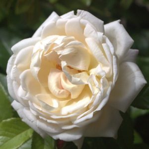 South Wales Borderers UK Potted Rose