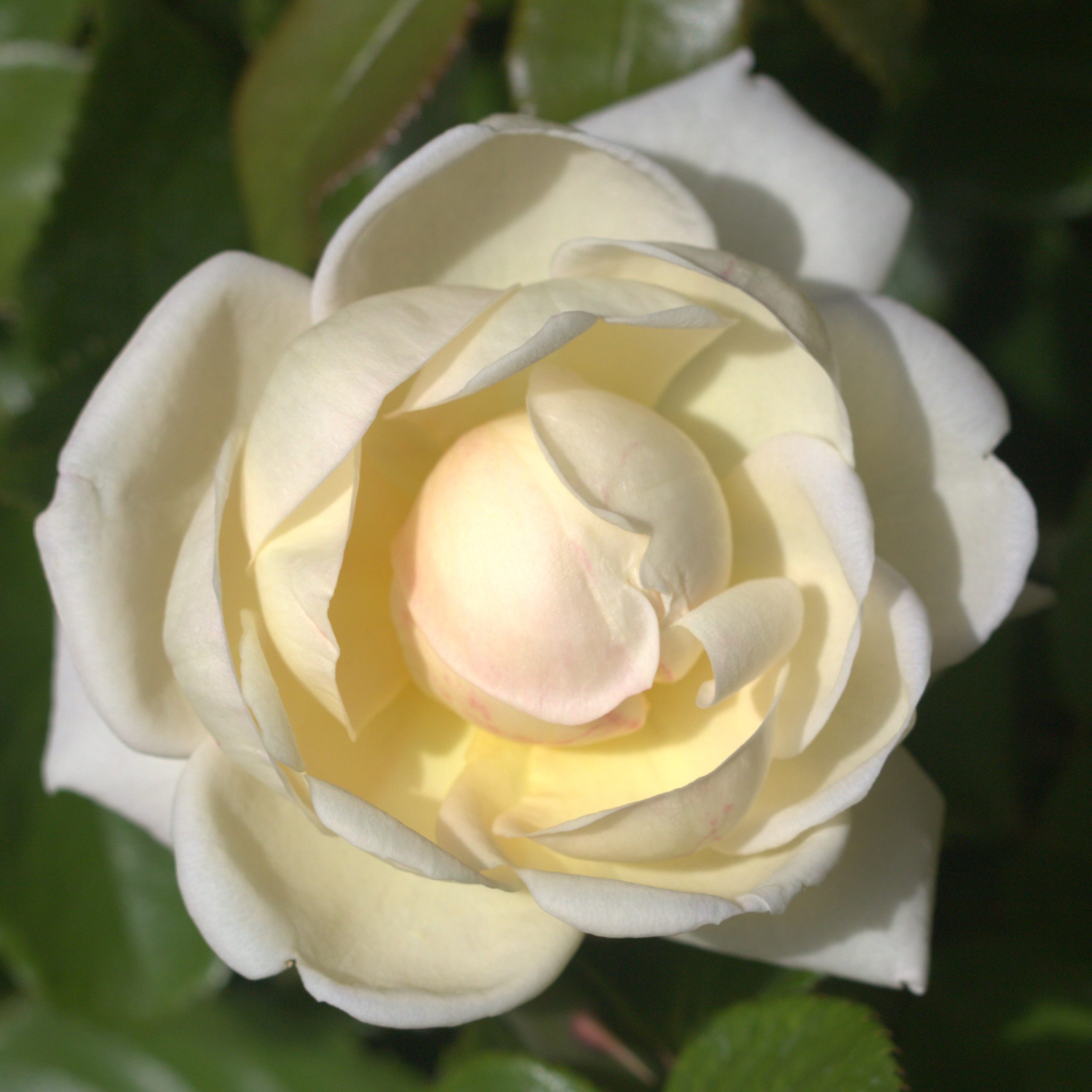 South Wales Borderers UK Potted Rose - Image 4