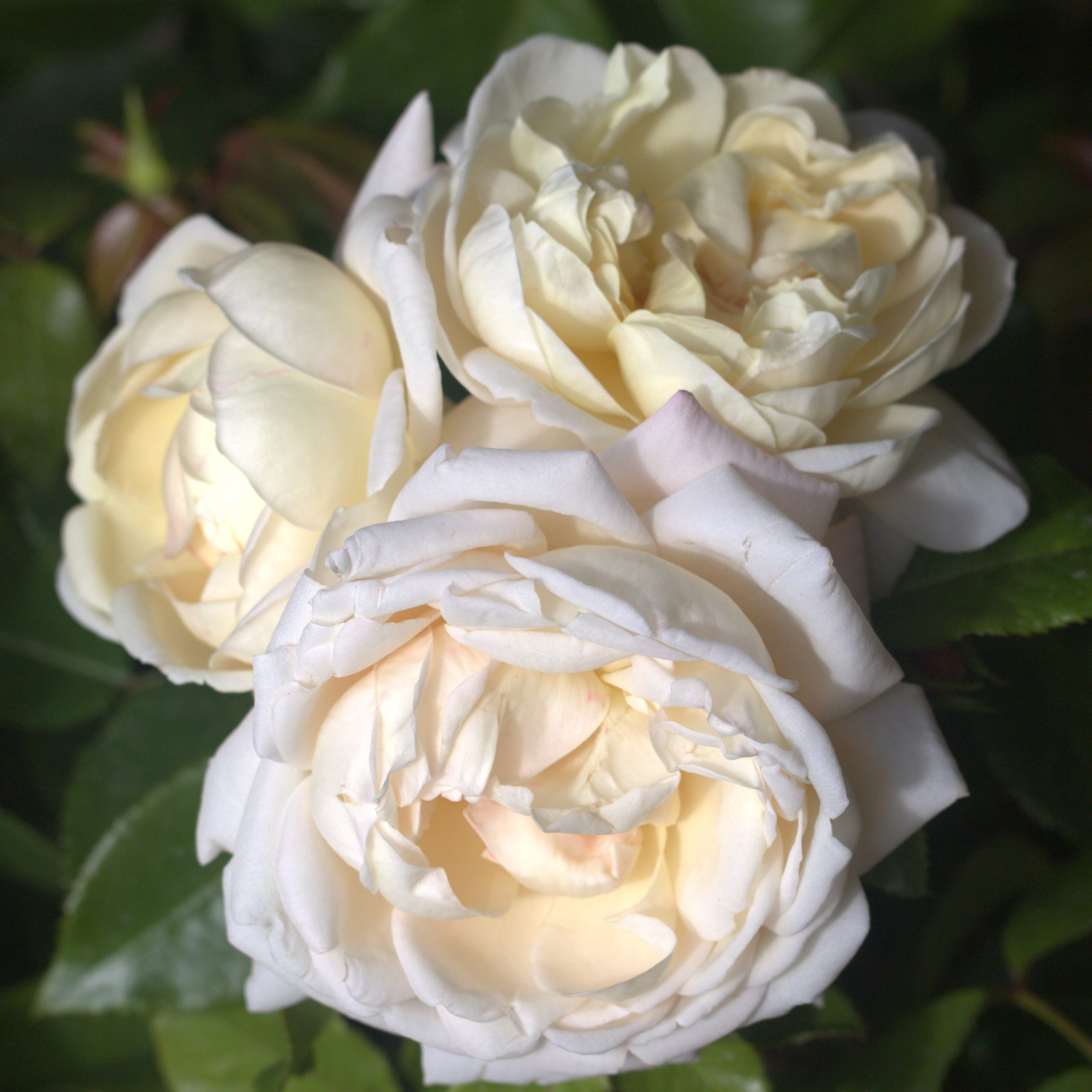 South Wales Borderers UK Potted Rose - Image 3