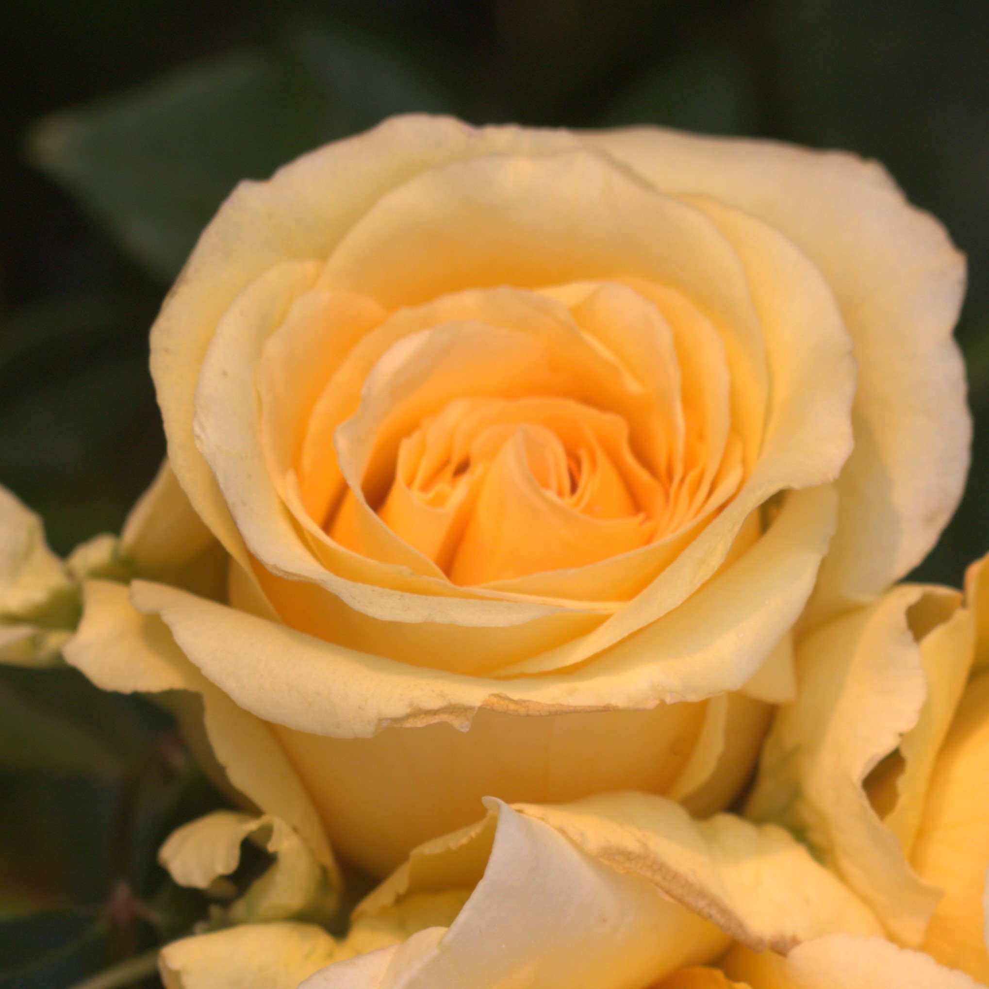Reach For The Stars UK Potted Rose - Image 6