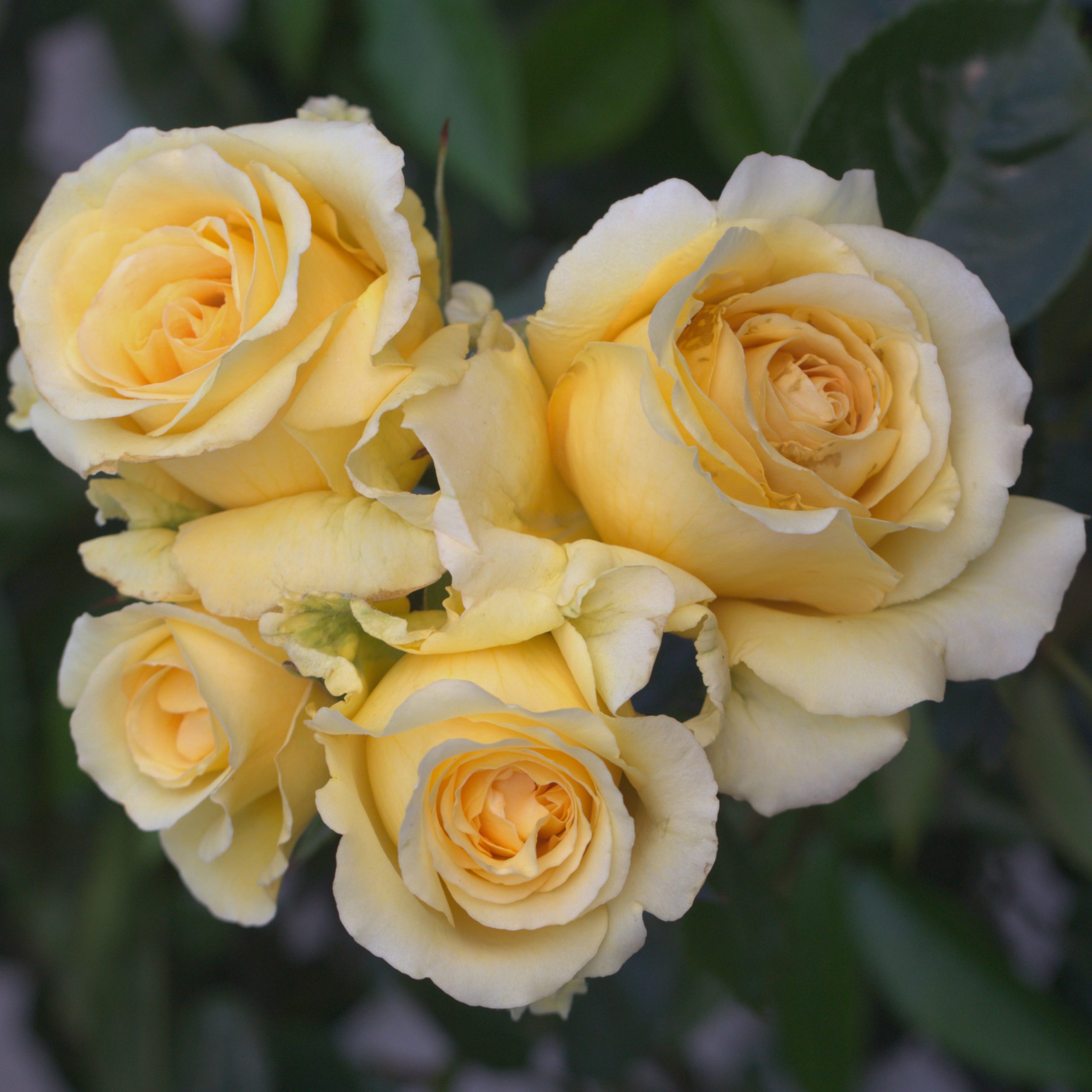 Reach For The Stars UK Potted Rose - Image 4