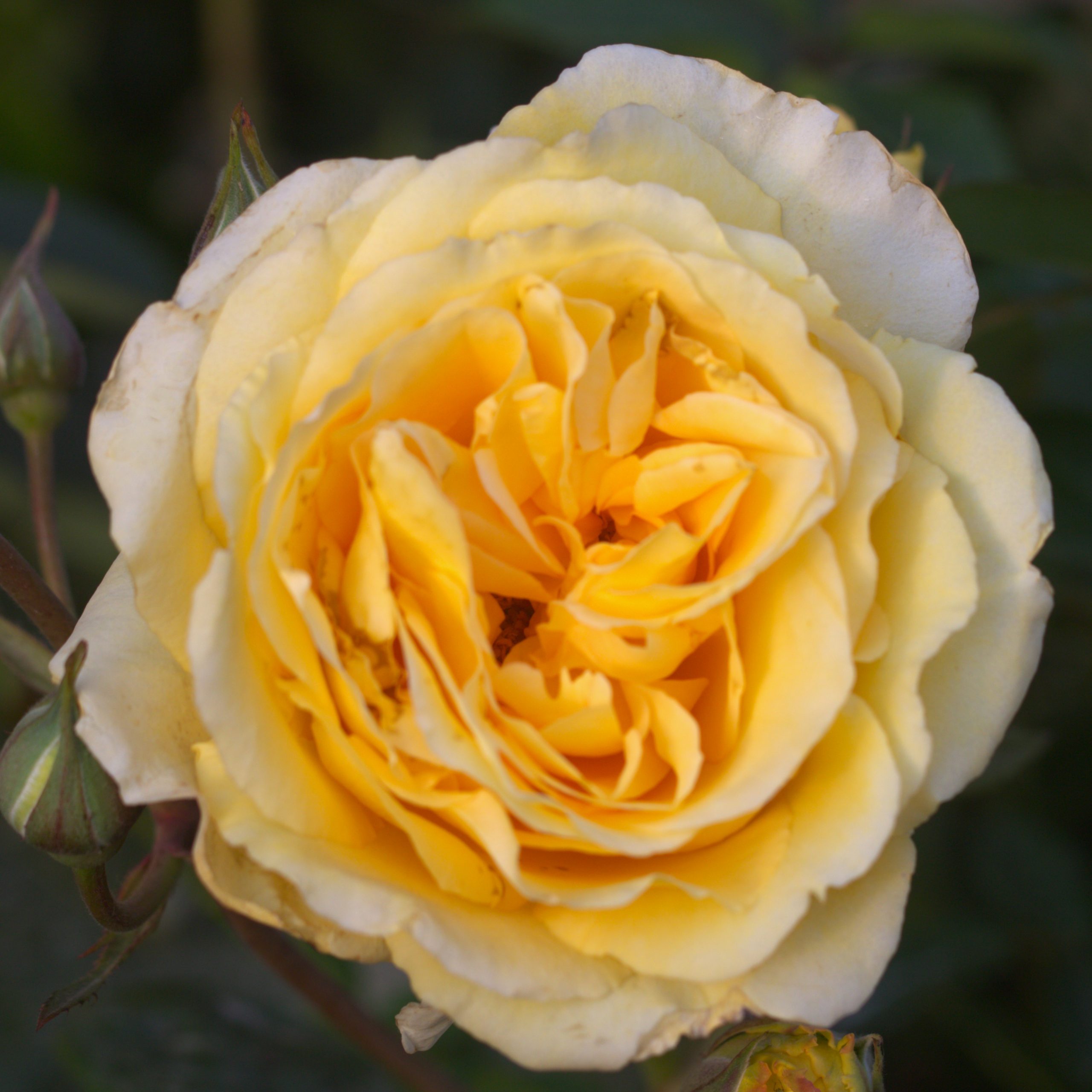 Reach For The Stars UK Potted Rose - Image 2