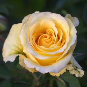 Reach For The Stars UK Potted Rose