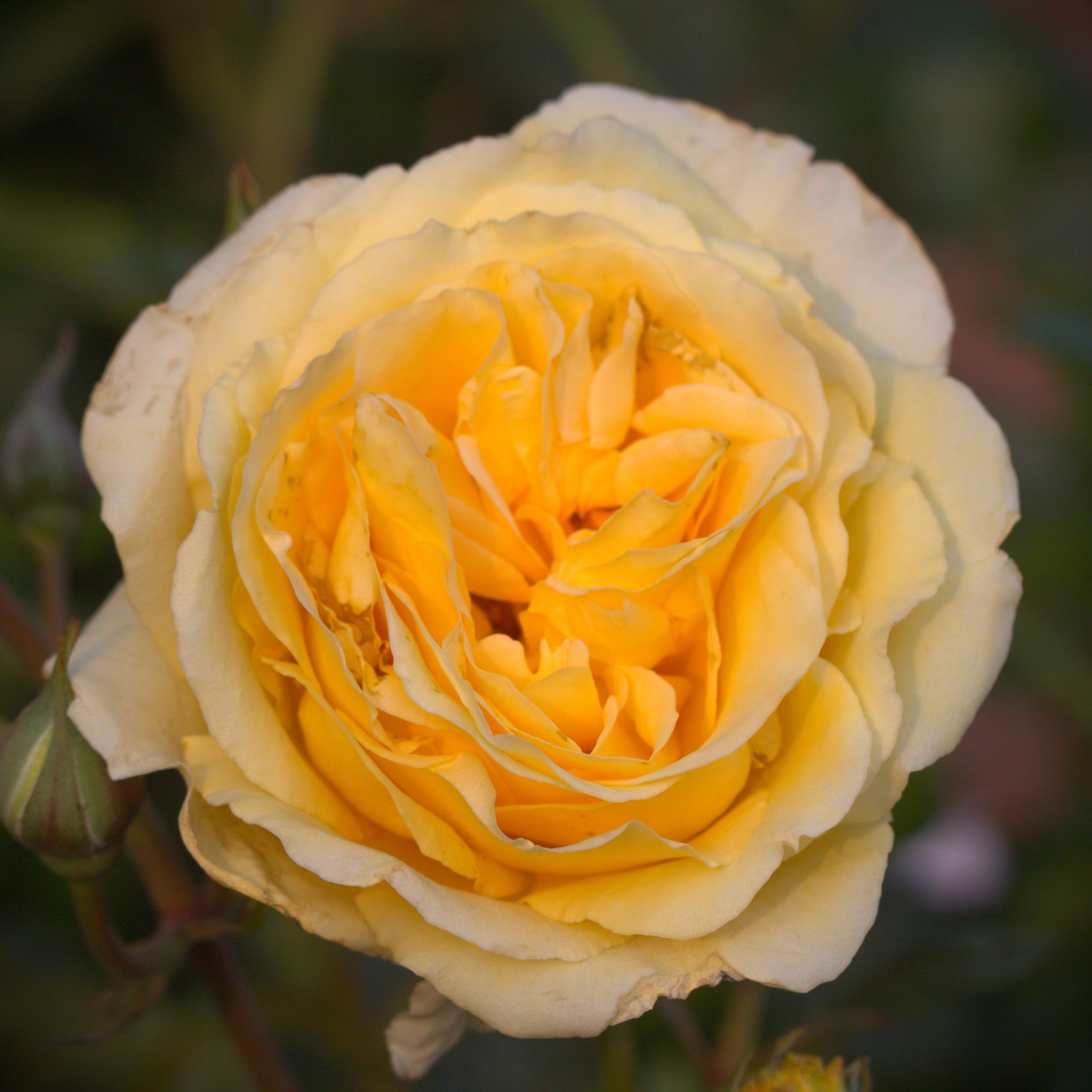 Reach For The Stars UK Potted Rose - Image 5