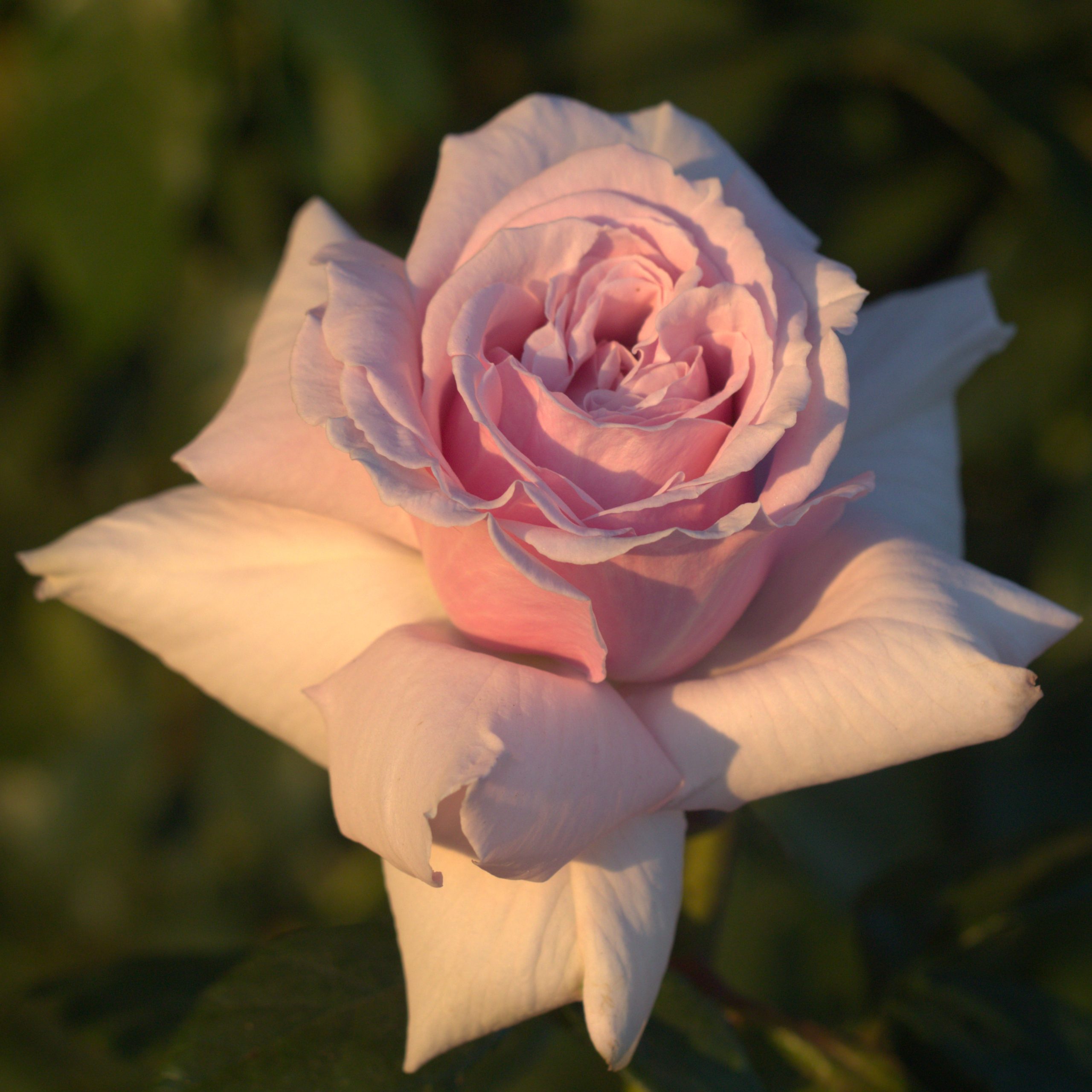 Coral Satin UK Potted Rose - Image 2