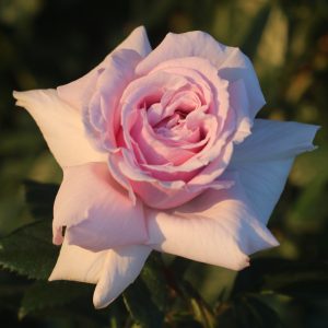 Coral Satin UK Potted Rose
