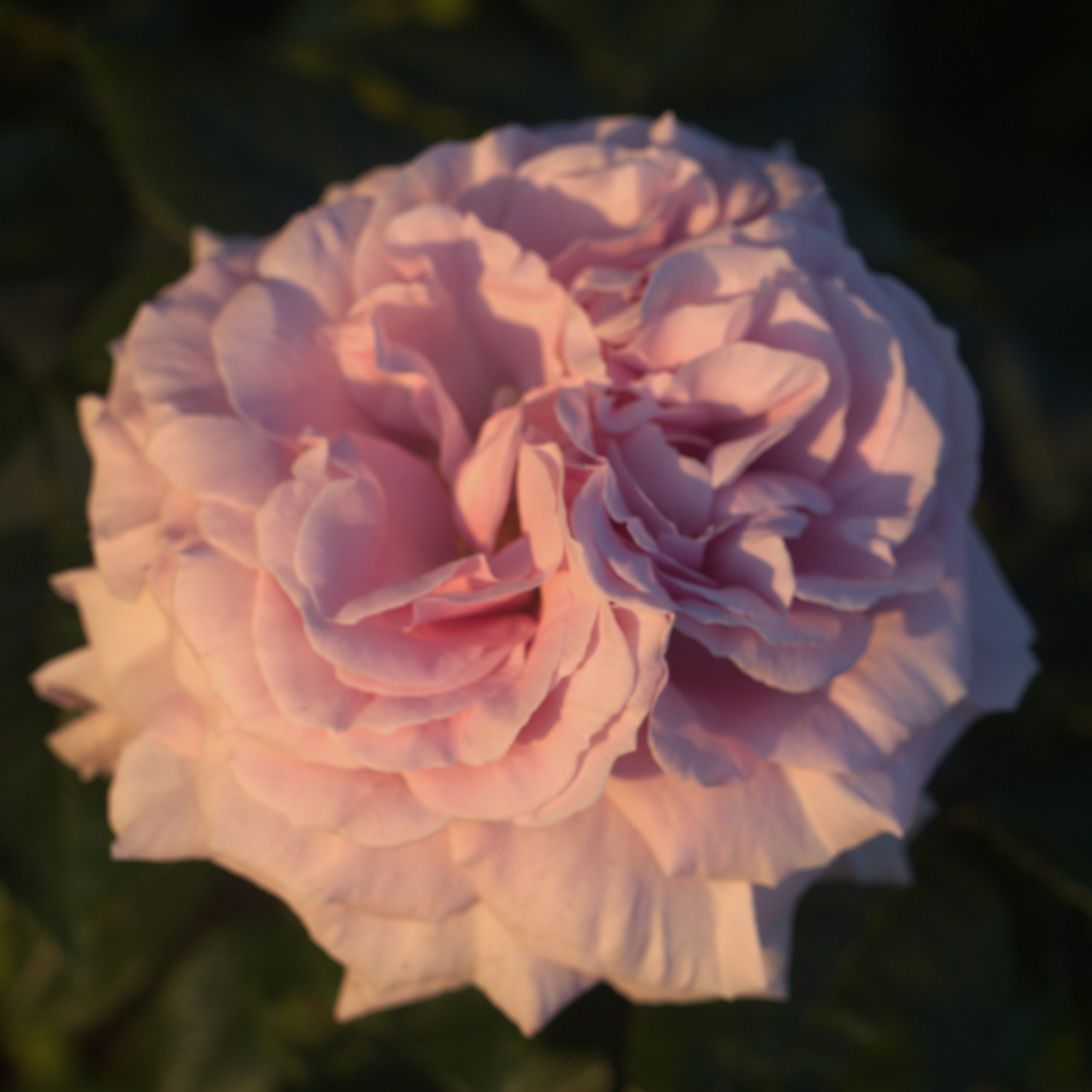 Coral Satin UK Potted Rose - Image 4