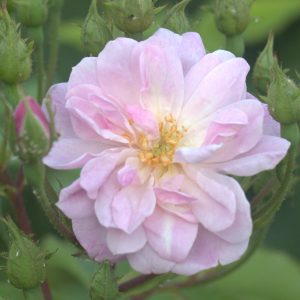 Narrow Waters UK Potted Rose